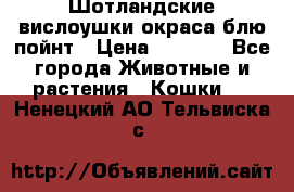 Шотландские вислоушки окраса блю пойнт › Цена ­ 4 000 - Все города Животные и растения » Кошки   . Ненецкий АО,Тельвиска с.